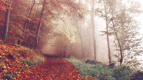 Autumn Forest Fog Path 4k Hd Wallpaper