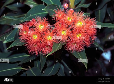 Western Australia Red Flowering Gum Flowers And Buds Corymbia