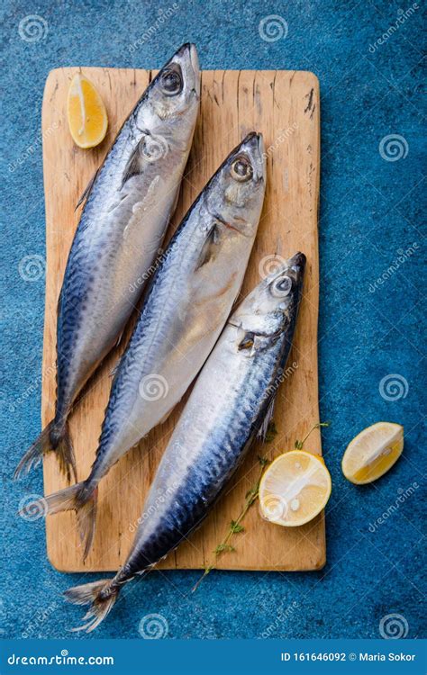 Atlantic Bonito Sarda Or Palamida That Is Large Mackerel Like Fish