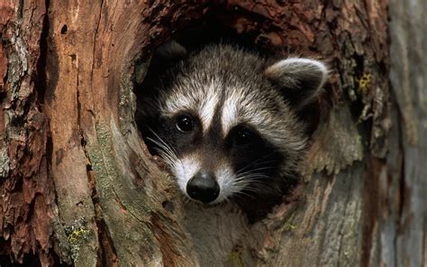 Raccoon Wallpaper Wallpapersafari