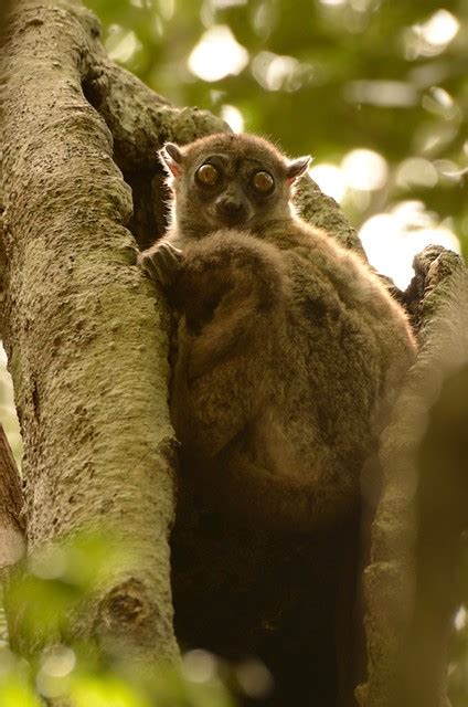 Lepilemur Ankaranensis Ankarana Sportive Lemur Ankarana Flickr