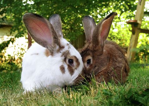 White And Brown Rabbits Photograph By Yana Zaiets Fine Art America