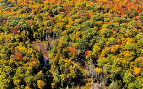 Download Wallpaper 2560x1600 Forest Trees Aerial View Autumn