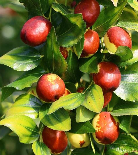 Top 10 Jujube Fruit Benefits And Uses