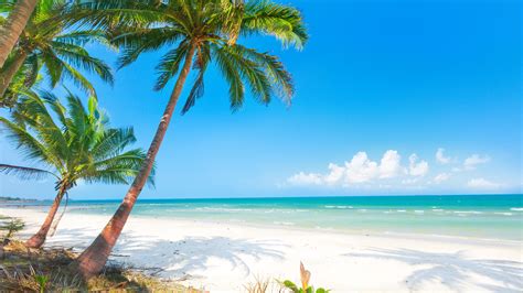 Wallpaper Summer Beach Palm Trees Sea 3840x2160 Uhd 4k Picture Image