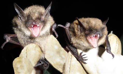 Brandts Bat Whiskered Bat And Alcathoe Bedfordshire Bat Group
