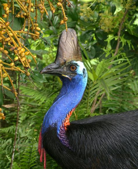 Cassowary Numbers Are In Wet Tropics Management Authority