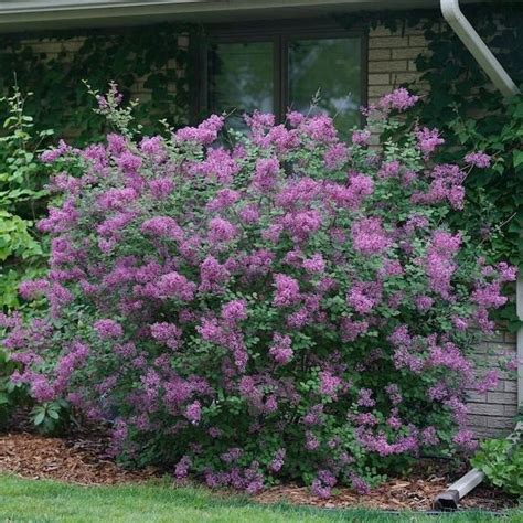 Bloomerang Dark Purple Lilac In 2021 Planting Shrubs Lilac Bushes