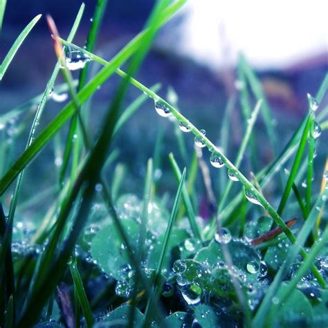 Grass Morning Dew Drops Light Ipad Wallpapers Free Download