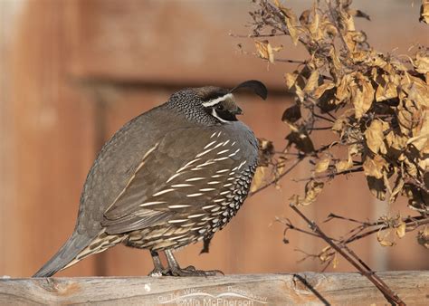 Male California Quail On A Fence Rail On The Wing Photography