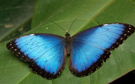 All Images Available Here Pink Butterflyblue Butterfly On Flower