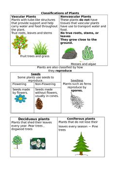 Plant Classification Anchor Chart Sexiz Pix