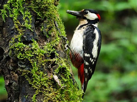 Great Spotted Woodpecker Male Juzaphoto