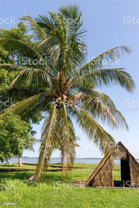 Indian Village Guam Palm Tree And Palm Leaf Hut Stock Photo Download