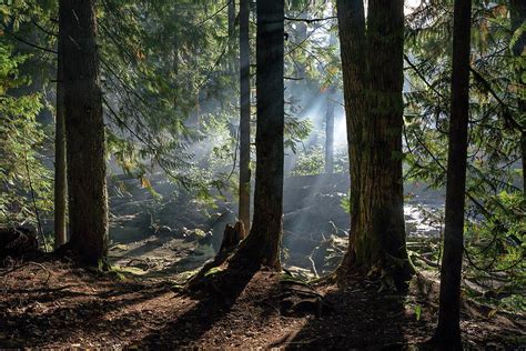 Foggy Morning In The Forest Photograph By Alex Lyubar Fine Art America