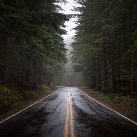 Rainy Forest Road Hd Wallpaper Hd Latest Wallpapers