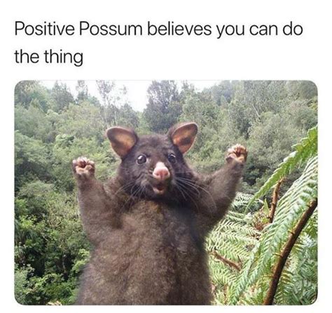 Positive Possum Silly Bunt Funny Best Funny Photos