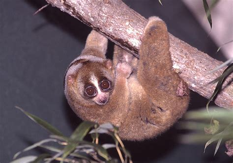 How Many Species Of Slow Lorises Live In The World Today Worldatlas