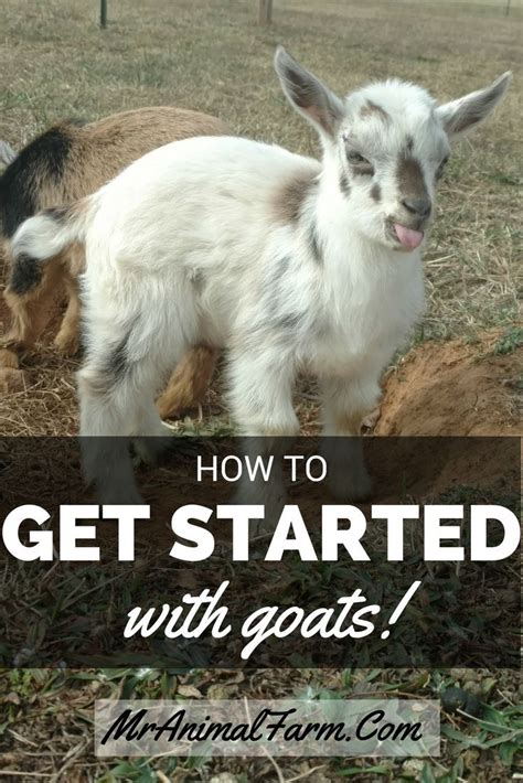 Getting Started Raising Goats Can Be Easy Find Out How To Choose Your