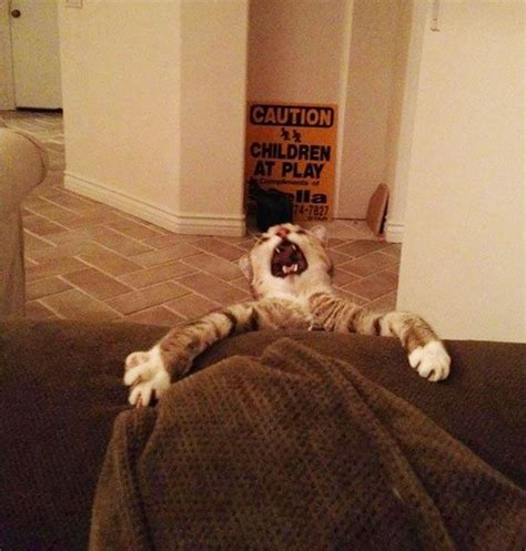 50 Over Dramatic Cats Who Deserve An Oscar Funny Cats Funny Animals