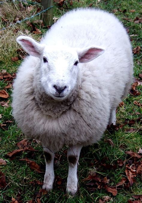 Happy Sheep One Of The Sheep At Styal Country Park Cheshi Flickr