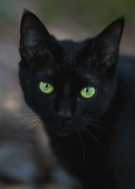 Beautiful Black Cat Reminds Me Of My Baybee