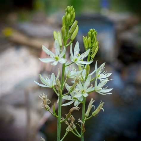 Plant Camassia Leichtlinii Alba By Tracy Woods Blevins In Spring