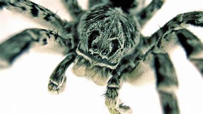 Spider Wallpapers Desktop Spiders Backgrounds Scary Animals