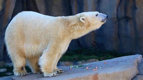 Polar Bear Makes A Splash At Lincoln Park Zoos Newest Exhibit