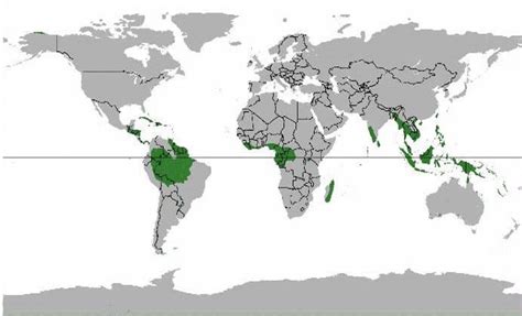 Rainforests | Wildlife Journal Junior