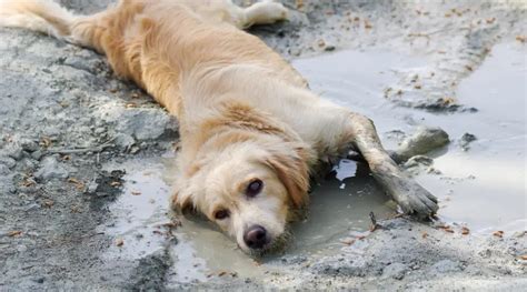 Why Do Dogs Love Mud So Much Heres 6 Reasons