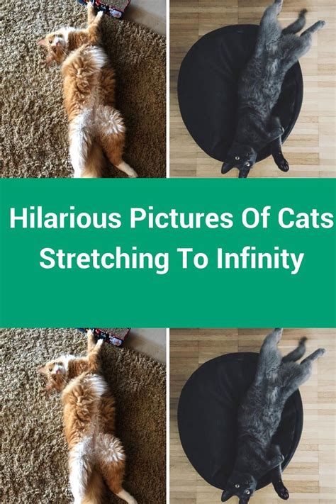 Hilarious Pictures Of Cats Stretching To Infinity Artofit