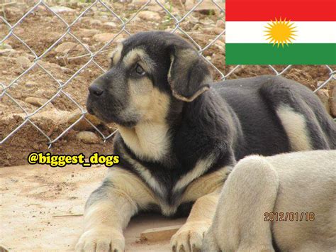 Kurdish Dog Puppy Kurdish Shepherd Hound Pshdar Pzhdar Dog Dogs Big