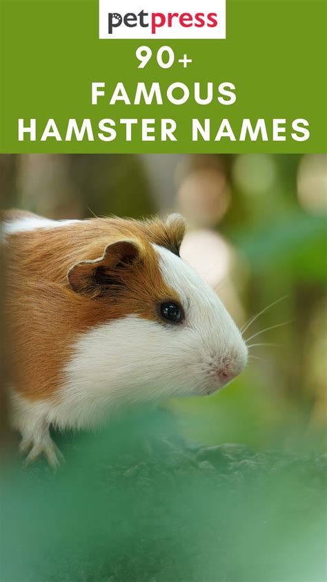 Famous Hamster Names 90 Best Name Ideas For Pet Hamster