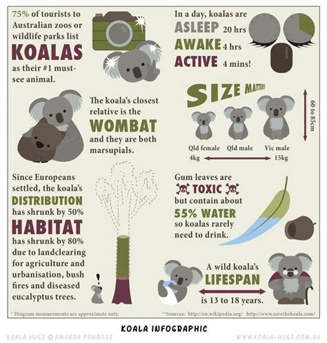 Koala Infographic Infographic Koala Craft Australia Fun Facts Koala