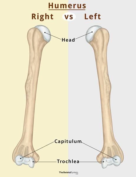 Right And Left Humerus Labeled