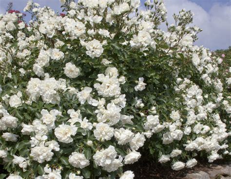 White Meidiland Star Roses And Plants
