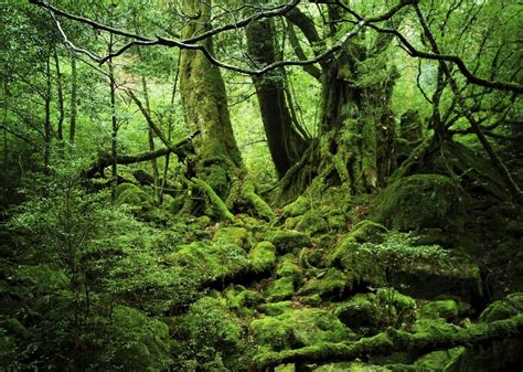 Yakushima Forest In Kagoshima Prefecture Gaijinpot Travel
