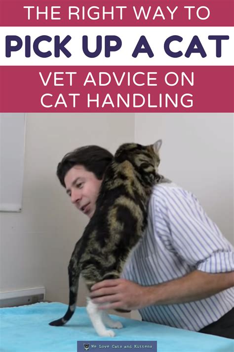 How To Pick Up A Cat Like A Pro Vet Advice On Cat Handling In 2021