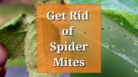 How To Get Rid Of Spider Mites During Harvest Update New