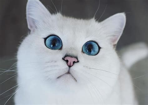 宅男腐女的爱好导航。 地址发布页： lanse.icu 最新地址： ldh. 小白猫拥有最迷人的"蓝眼睛"，让120万粉丝狂赞-奇趣发现