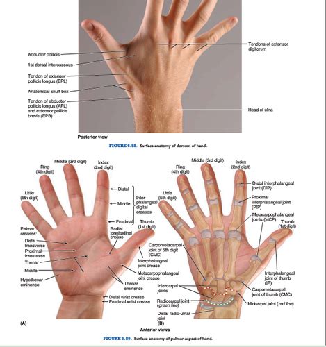 Msk Exam 2 Hand And Wrist Flashcards Quizlet