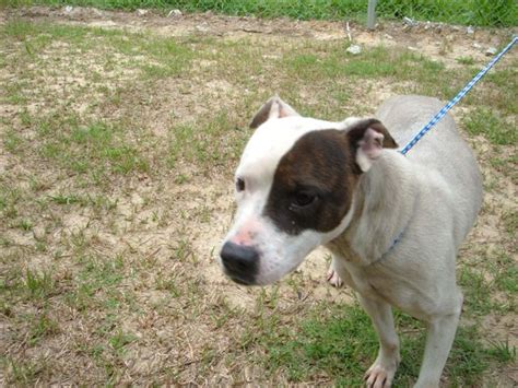 Pender county animal control / shelter pets for adoption. Dogs for Adoption Part 1 - Pender County Animal Shelter