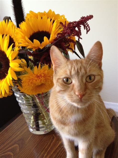 Ginger Cat With Sunflowers Orange Cats Ginger Cats Sunflowers Cats