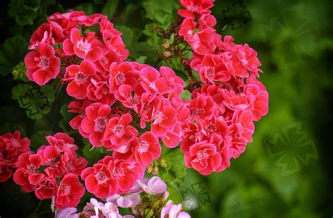 Лучшие цветы для сада и огорода: описание и красивые фото