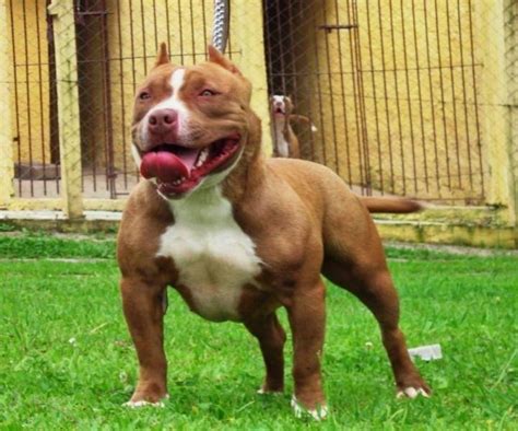 Great Pitbullamazing Dog ~ Pitbull Photo Gallery