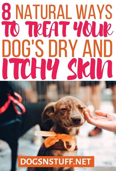 8 Natural Ways To Treat Dry And Itchy Skin In Dogs Dogs N Stuff