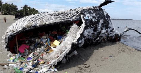 Shocking Picture Of Whale With 29kg Of Plastic In Its Stomach Alarms