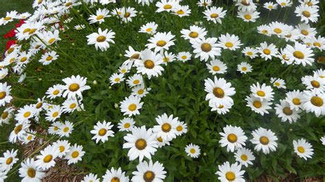 Leucanthemum × Superbum Or Shasta Daisy Is A Commonly Grown Flowering