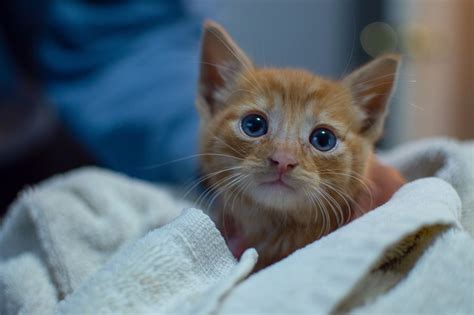 Will My Kitten's Blue Eyes Change Color? (Common Kitten Questions